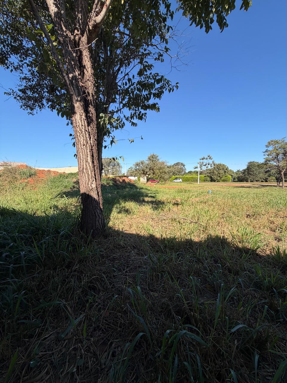 O terreno à venda, com gramado e árvore, dentro do condomínio